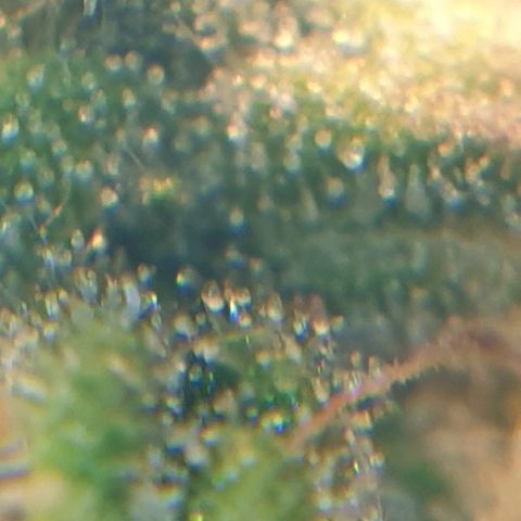 Delta 9 growlog photo: Mikroskop 