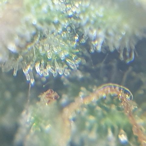 Delta 9 growlog photo: Mikroskop 