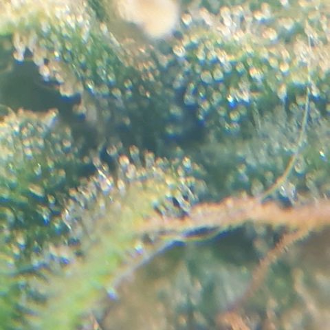 Delta 9 growlog photo: Mikroskop 