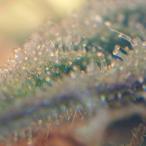 Delta 9 growlog photo: Mikroskop 