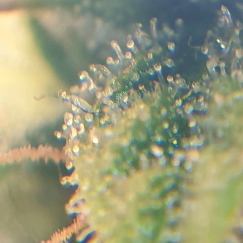 Delta 9 growlog photo: Mikroskop 