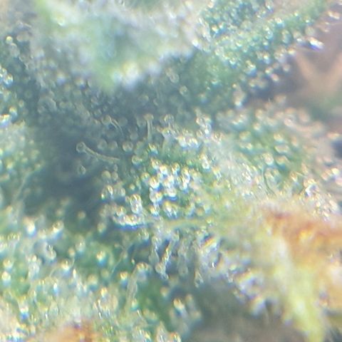 Delta 9 growlog photo: Mikroskop 