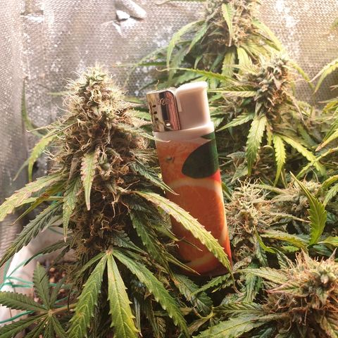 Delta 9 growlog timeline photo