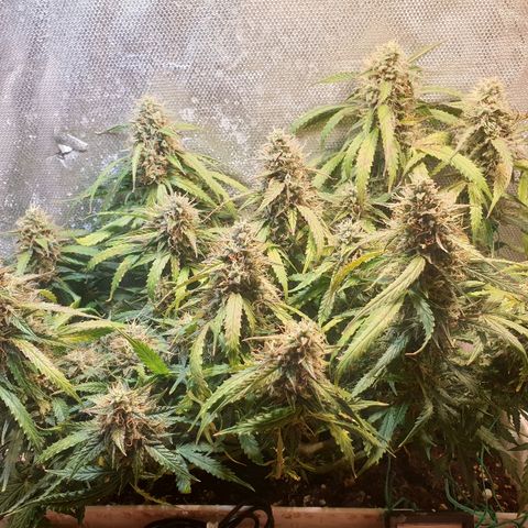 Delta 9 growlog timeline photo
