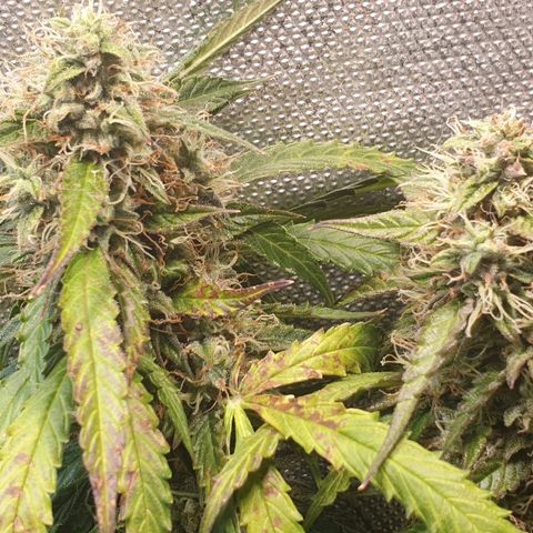 Delta 9 growlog timeline photo