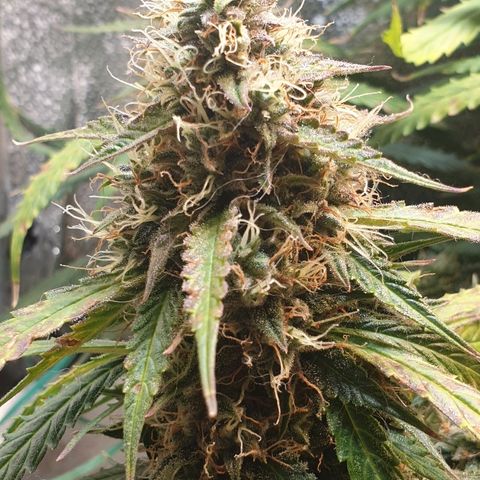 Delta 9 growlog timeline photo