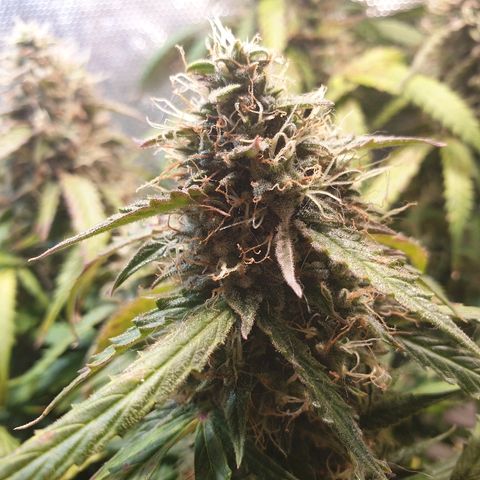 Delta 9 growlog timeline photo