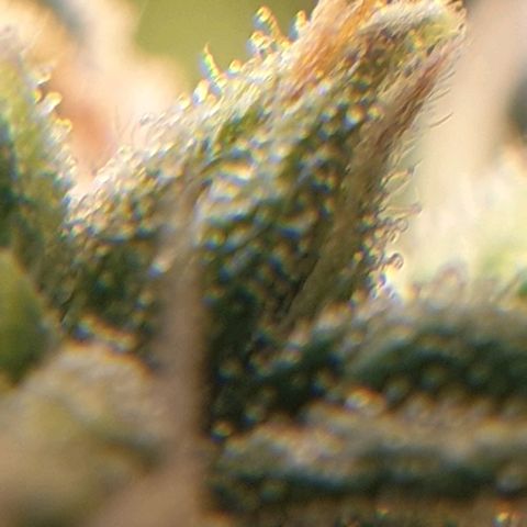 Delta 9 growlog timeline photo