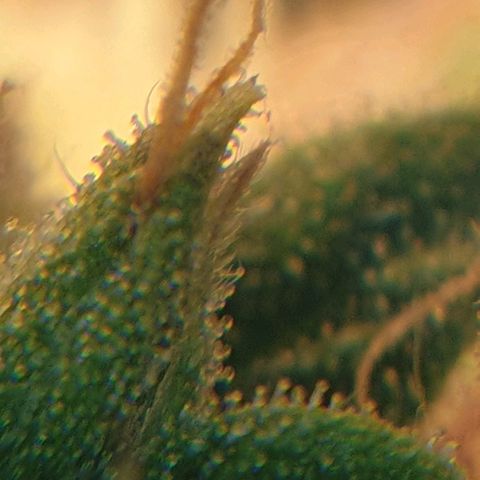 Delta 9 growlog timeline photo