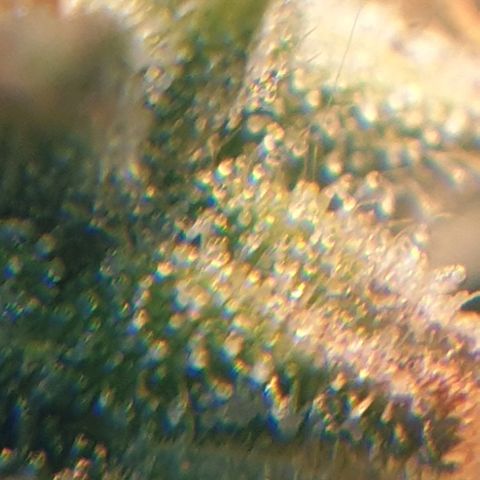 Delta 9 growlog timeline photo