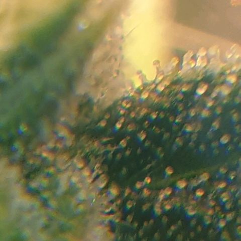Delta 9 growlog timeline photo