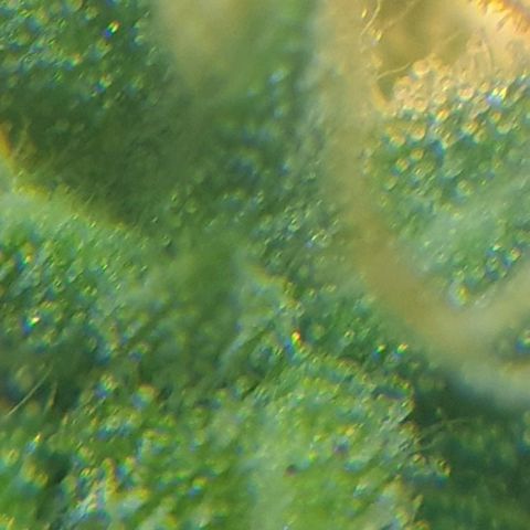 Delta 9 growlog timeline photo