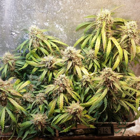 Delta 9 growlog timeline photo