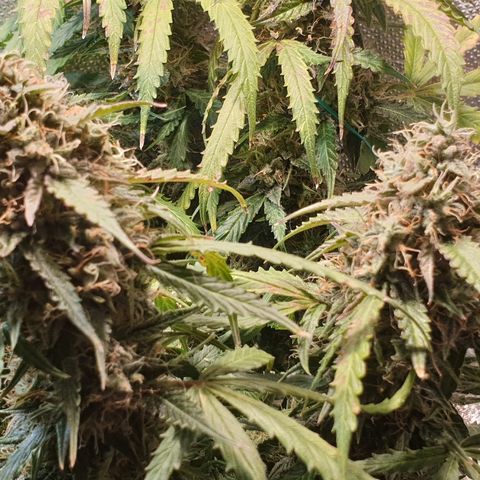 Delta 9 growlog timeline photo