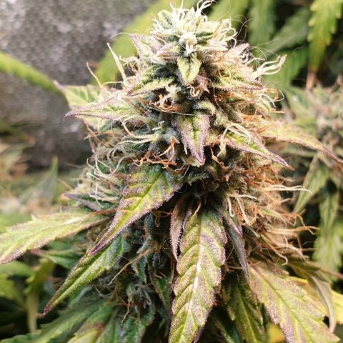 Delta 9 growlog timeline photo