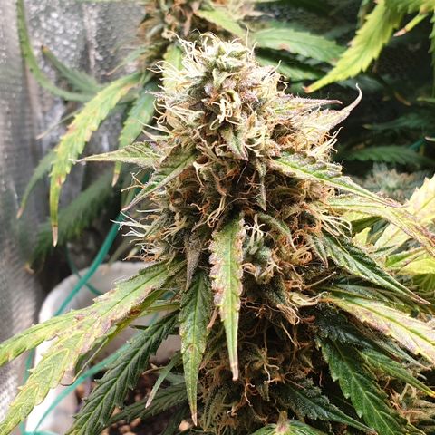 Delta 9 growlog timeline photo