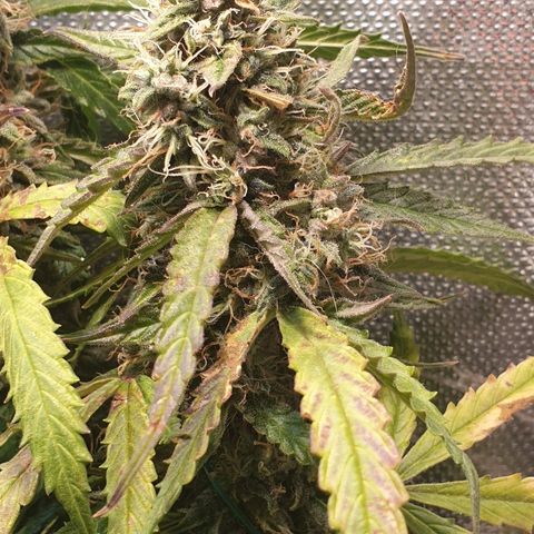 Delta 9 growlog timeline photo
