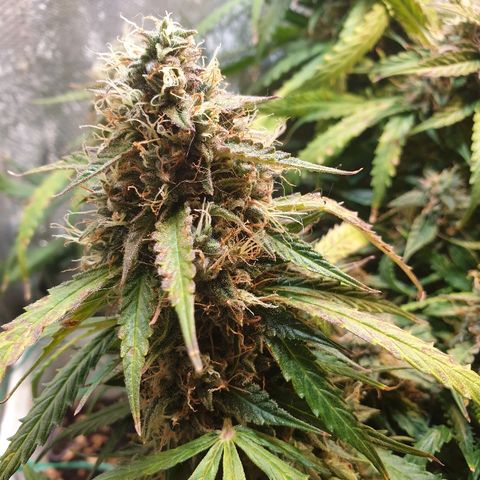 Delta 9 growlog timeline photo