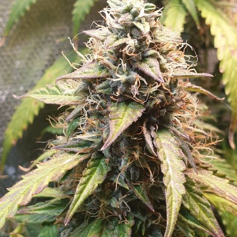 Delta 9 growlog timeline photo