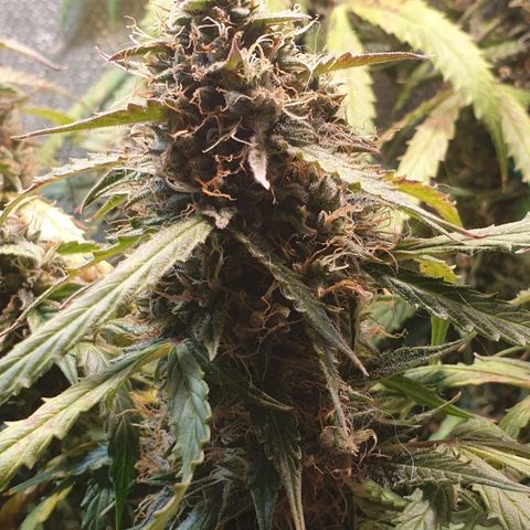 Delta 9 growlog timeline photo