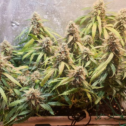Delta 9 growlog timeline photo