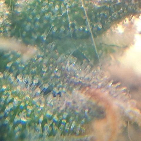 Delta 9 growlog photo: Mikroskop 