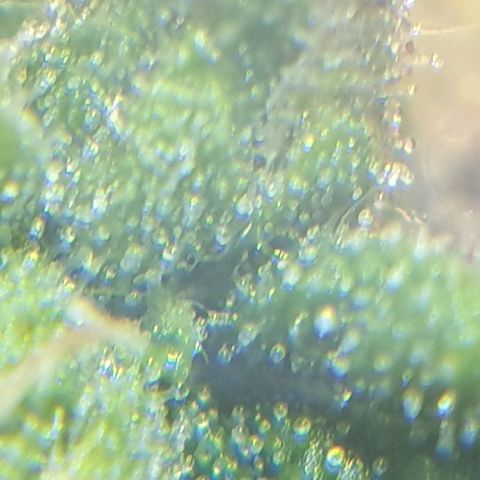 Delta 9 growlog timeline photo