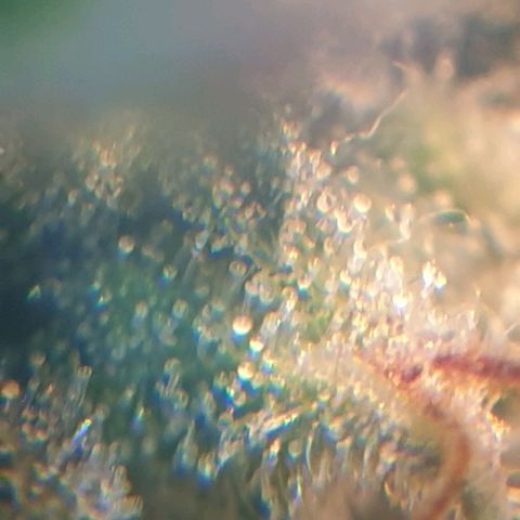Delta 9 growlog photo: Mikroskop 