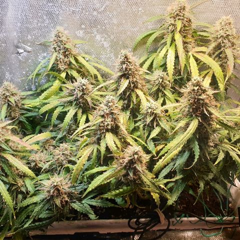 Delta 9 growlog timeline photo