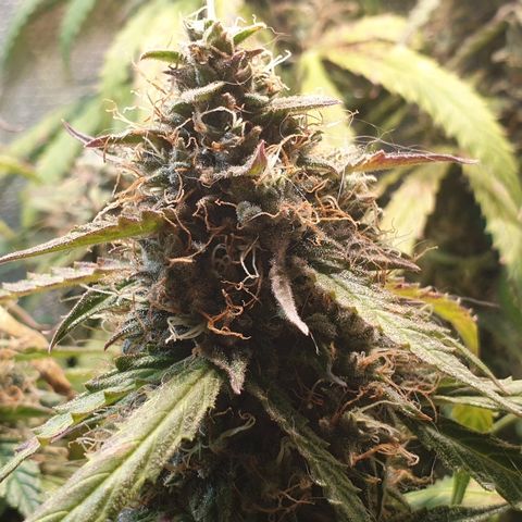 Delta 9 growlog timeline photo