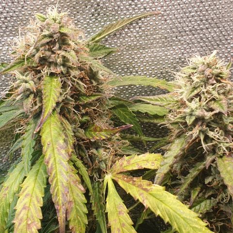 Delta 9 growlog timeline photo