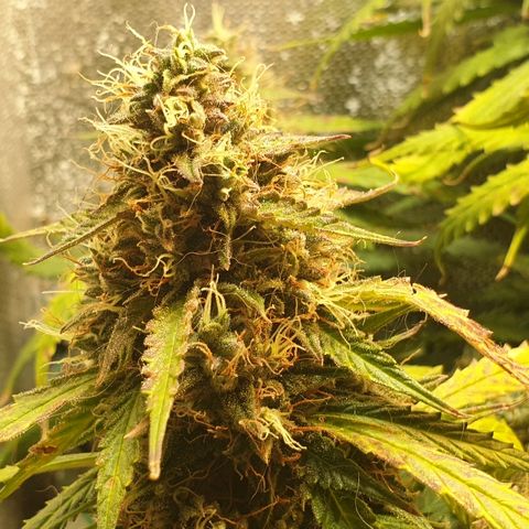 Delta 9 growlog timeline photo