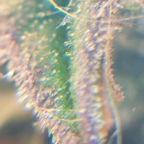 Delta 9 growlog photo: Mikroskop 