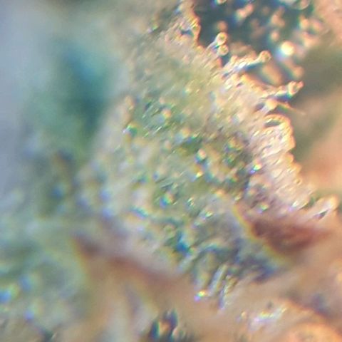 Delta 9 growlog photo: Mikroskop 