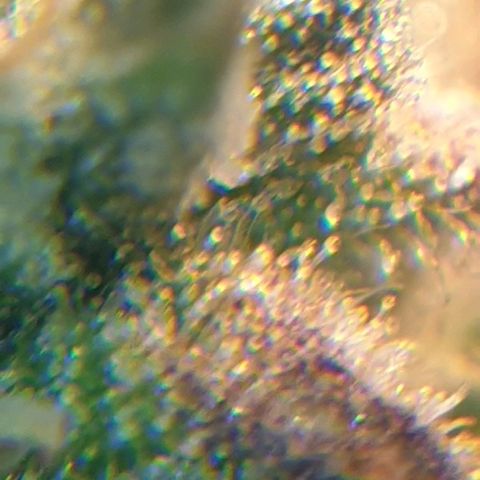 Delta 9 growlog photo: Mikroskop 