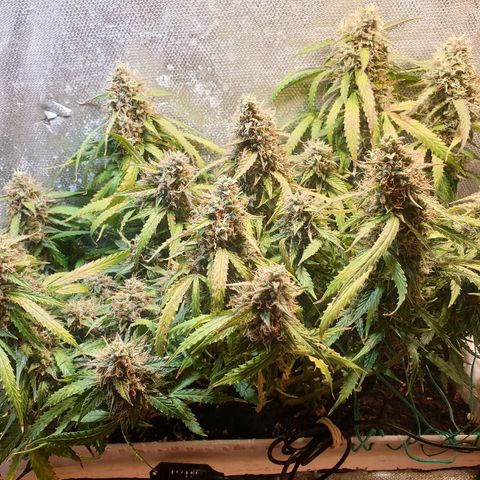 Delta 9 growlog timeline photo