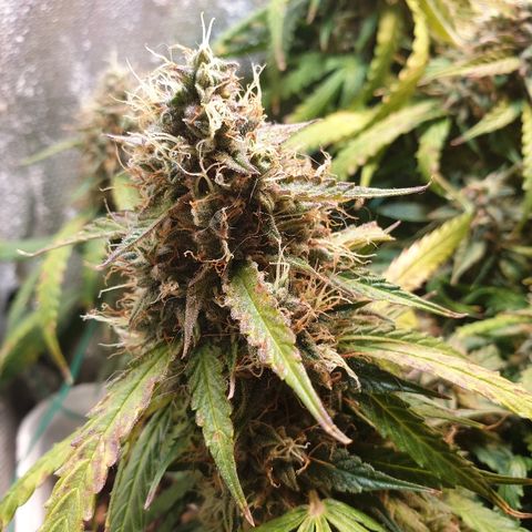 Delta 9 growlog timeline photo