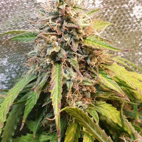 Delta 9 growlog timeline photo