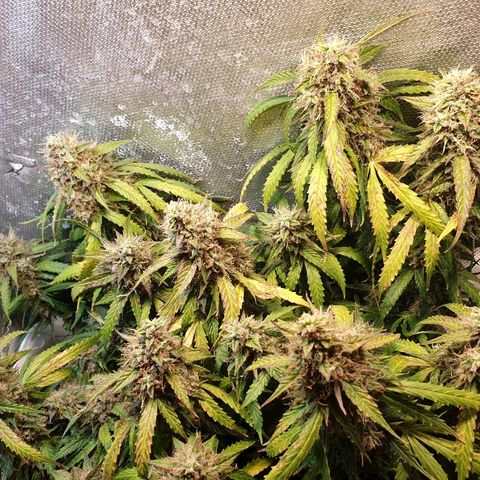 Delta 9 growlog timeline photo