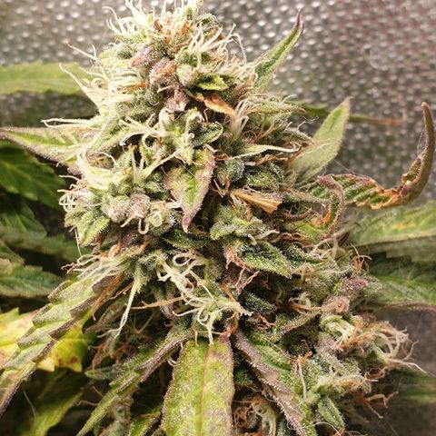Delta 9 growlog timeline photo