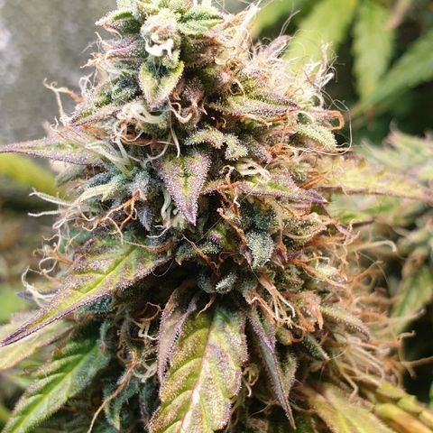 Delta 9 growlog timeline photo