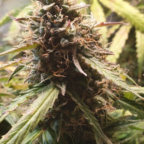 Delta 9 growlog timeline photo
