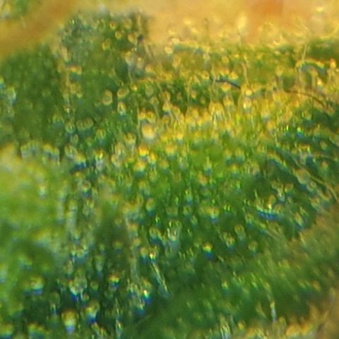 Delta 9 growlog photo: Mikroskop 