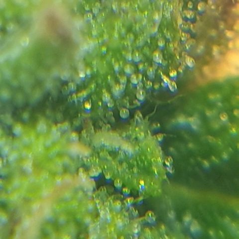 Delta 9 growlog photo: Mikroskop 