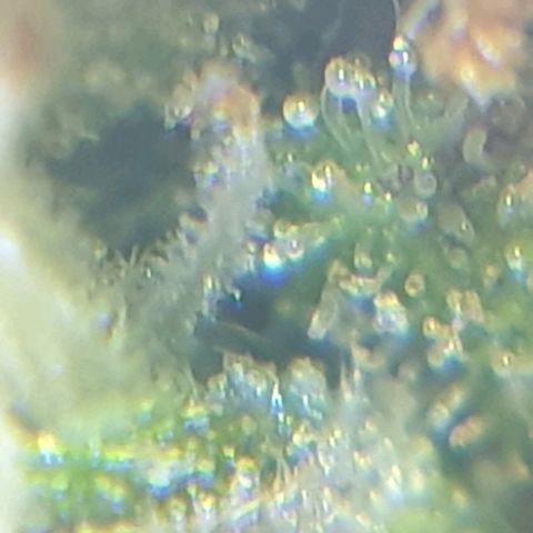 Delta 9 growlog photo: Mikroskop 