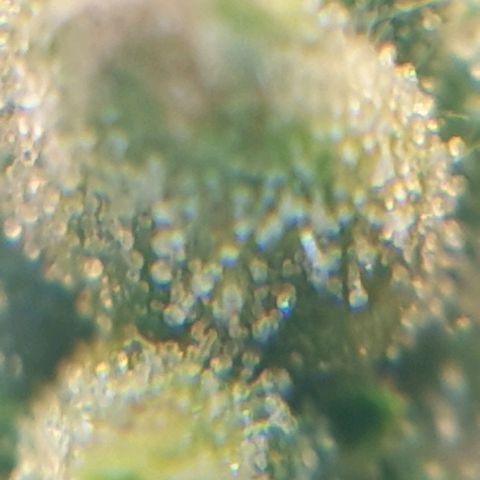Delta 9 growlog photo: Mikroskop 