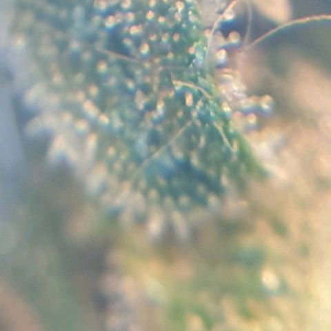 Delta 9 growlog photo: Mikroskop 