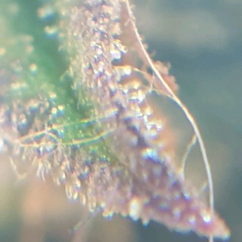 Delta 9 growlog photo: Mikroskop 