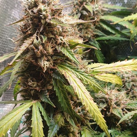Delta 9 growlog timeline photo