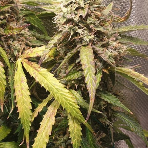 Delta 9 growlog timeline photo